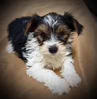 Mork, a male Yorkshire Terrier for sale in Okmulgee, OK – Photo 1 of 5