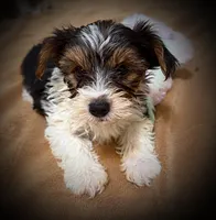 Mork, a male Yorkshire Terrier for sale in Okmulgee, OK – Photo 2 of 5