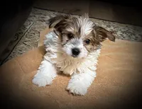 Coop, a male Yorkshire Terrier for sale in Okmulgee, OK – Photo 5 of 5