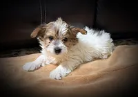 Coop, a male Yorkshire Terrier for sale in Okmulgee, OK – Photo 4 of 5