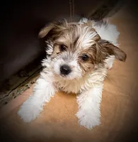 Coop, a male Yorkshire Terrier for sale in Okmulgee, OK – Photo 1 of 5