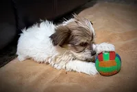 Coop, a male Yorkshire Terrier for sale in Okmulgee, OK – Photo 2 of 5