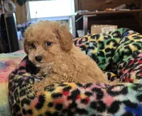 Luke, a male Poodle - Toy  for sale in Okmulgee, OK – Photo 3 of 4