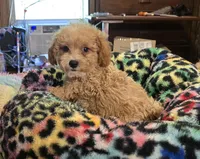 Luke, a male Poodle - Toy  for sale in Okmulgee, OK – Photo 2 of 4