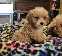 Luke, a male Poodle - Toy  for sale in Okmulgee, OK – Photo 1 of 4
