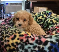 Luke, a male Poodle - Toy  for sale in Okmulgee, OK – Photo 4 of 4