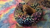 Clara & Carol, a female Poodle - Toy  for sale in Okmulgee, OK – 9 of 10