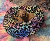 Clara & Carol, a female Poodle - Toy  for sale in Okmulgee, OK – 2 of 10