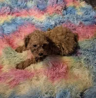 Clara & Carol, a female Poodle - Toy  for sale in Okmulgee, OK – 6 of 10