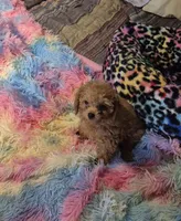 Clara & Carol, a female Poodle - Toy  for sale in Okmulgee, OK – 10 of 10