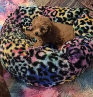Clara & Carol, a female Poodle - Toy  for sale in Okmulgee, OK – 3 of 10