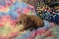 Clara & Carol, a female Poodle - Toy  for sale in Okmulgee, OK – 4 of 10