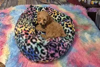 Clara & Carol, a female Poodle - Toy  for sale in Okmulgee, OK – 8 of 10