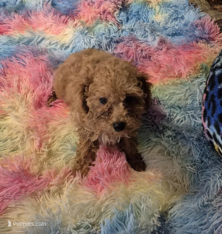 Clara & Carol – Poodle - Toy  puppy for sale in Okmulgee, OK