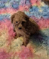 Clara & Carol, a female Poodle - Toy  for sale in Okmulgee, OK – 7 of 10
