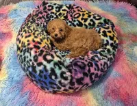 Clara & Carol, a female Poodle - Toy  for sale in Okmulgee, OK – 5 of 10