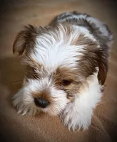 Boomer, a male Yorkshire Terrier for sale in Okmulgee, OK – Photo 3 of 6