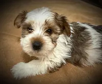 Boomer, a male Yorkshire Terrier for sale in Okmulgee, OK – Photo 2 of 6