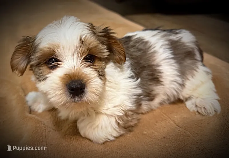 Boomer – Yorkshire Terrier puppy for sale in Okmulgee, OK