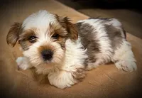 Boomer, a male Yorkshire Terrier for sale in Okmulgee, OK – Photo 1 of 6