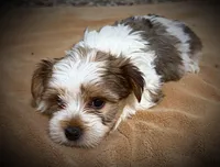 Boomer, a male Yorkshire Terrier for sale in Okmulgee, OK – Photo 6 of 6