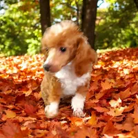 RED BEAUTY, a female Poodle - Toy  for sale in Okmulgee, OK – Photo 3 of 3