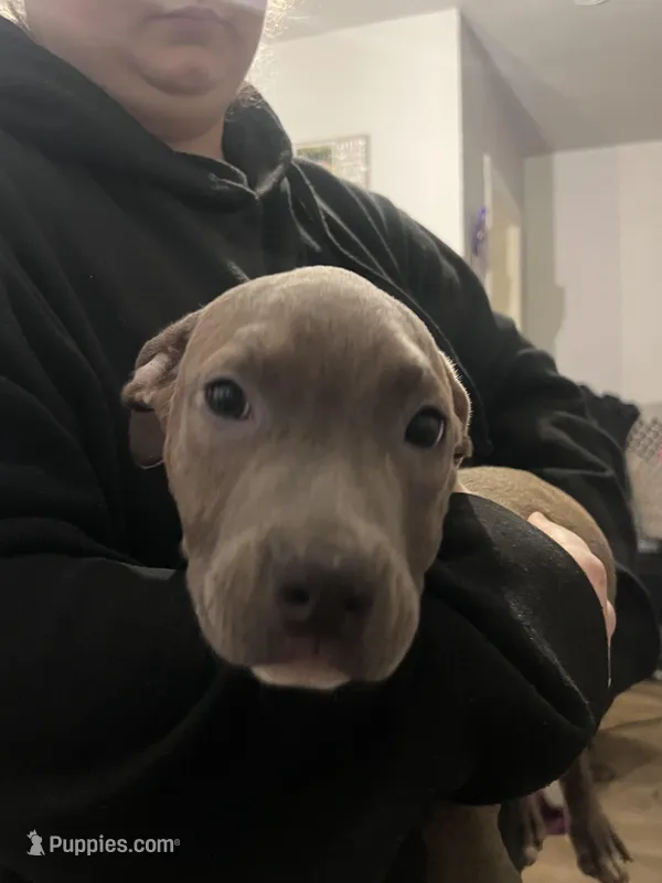 Lil boy blue  – American Pit Bull Terrier puppy for sale in Lakewood, WA