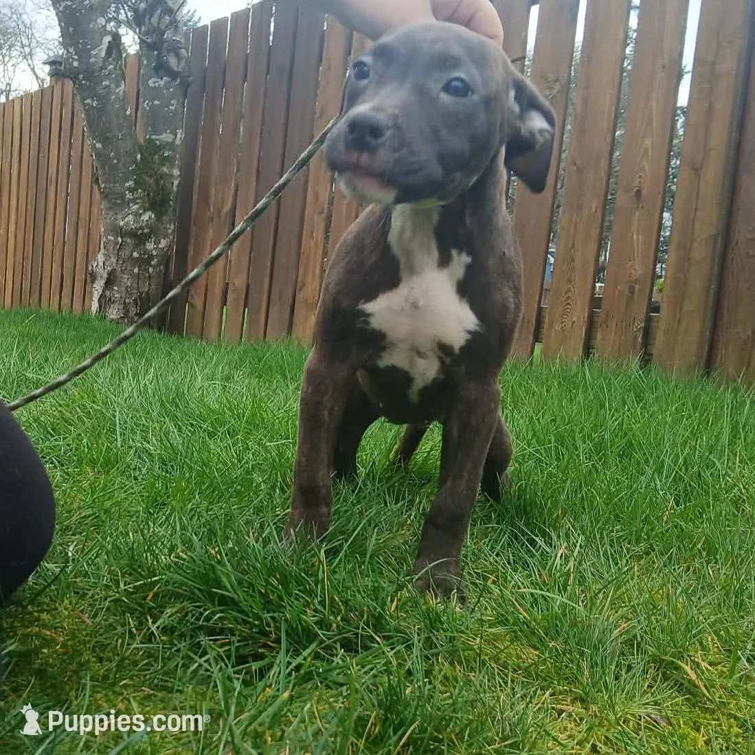 Baby girl  – American Pit Bull Terrier puppy for sale in Lakewood, WA