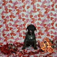 Baby, a male American Pit Bull Terrier for sale in Lakewood, WA – Photo 1 of 4