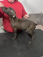 Baby, a male American Pit Bull Terrier for sale in Lakewood, WA – Photo 4 of 4