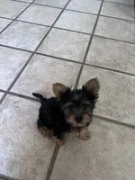 Yorkie, a male Yorkshire Terrier for sale in Stockton, CA – 1 of 2