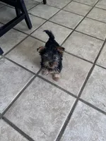 Yorkie, a male Yorkshire Terrier for sale in Stockton, CA – 2 of 2
