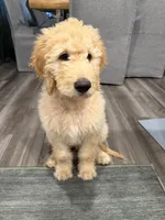 Teddy Bear, a male Goldendoodle for sale in Denton, TX – 4 of 8
