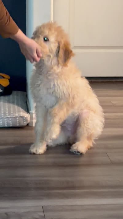Teddy Bear, a male Goldendoodle for sale in Denton, TX – 8 of 8