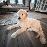 Teddy Bear, a male Goldendoodle for sale in Denton, TX – 2 of 8