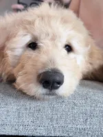 Teddy Bear, a male Goldendoodle for sale in Denton, TX – 1 of 8