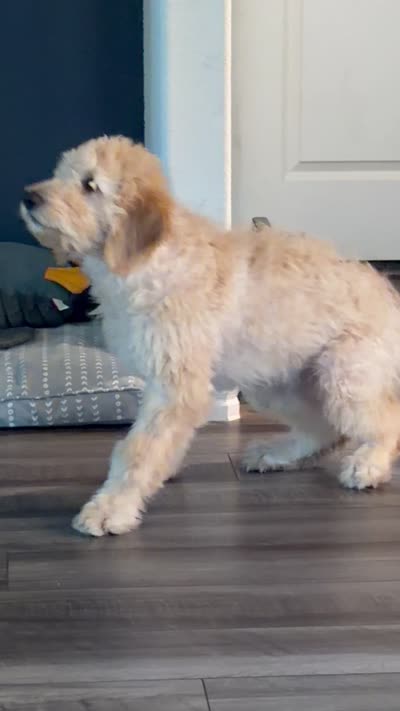 Teddy Bear, a male Goldendoodle for sale in Denton, TX – 7 of 8