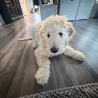 Teddy Bear, a male Goldendoodle for sale in Denton, TX – 3 of 8