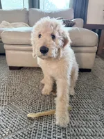 Teddy Bear, a male Goldendoodle for sale in Denton, TX – 5 of 8