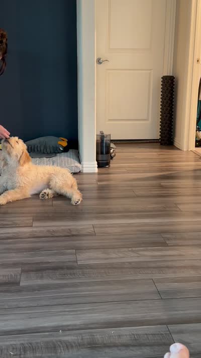 Teddy Bear, a male Goldendoodle for sale in Denton, TX – 6 of 8