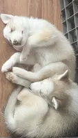 Dexter, a male Siberian Husky for sale in St. Louis, MO – 3 of 7
