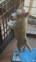 Debra, a female Siberian Husky for sale in St. Louis, MO – 3 of 7