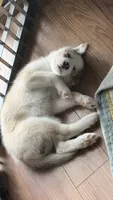 Debra, a female Siberian Husky for sale in St. Louis, MO – 4 of 7