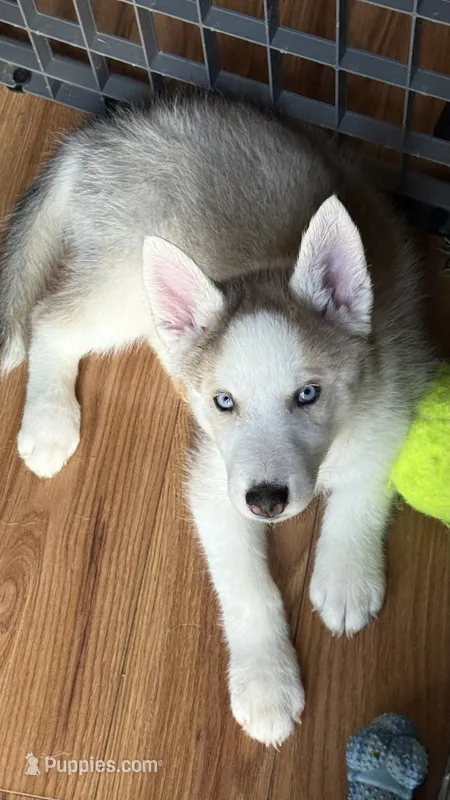 Dexter – Siberian Husky puppy for sale in St. Louis, MO