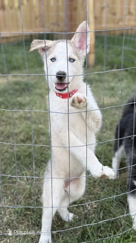 Debra – Siberian Husky puppy for sale in St. Louis, MO