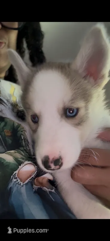 Debra – Siberian Husky puppy for sale in St. Louis, MO