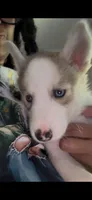 Debra, a female Siberian Husky for sale in St. Louis, MO – 1 of 7