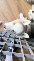 Dexter, a male Siberian Husky for sale in St. Louis, MO – 4 of 7
