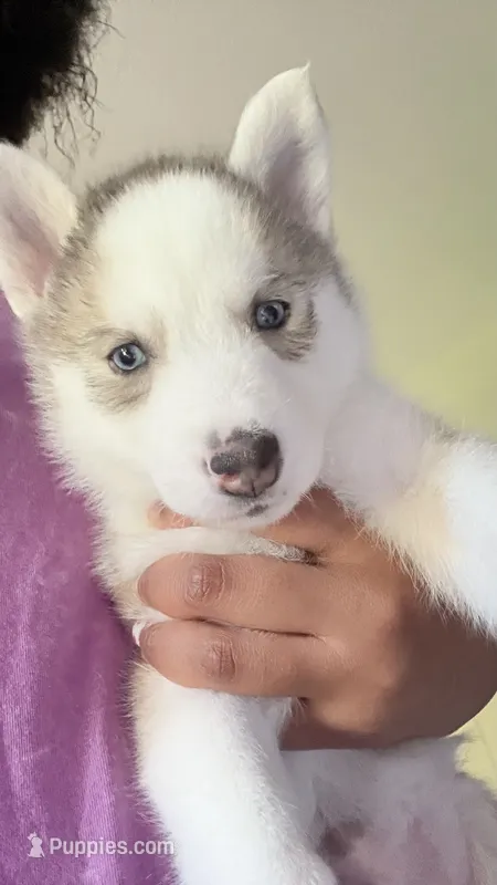 Dexter – Siberian Husky puppy for sale in St. Louis, MO