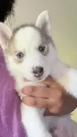 Dexter, a male Siberian Husky for sale in St. Louis, MO – 1 of 7